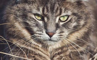 Картинка Лесной кот, усы, морда, лесная кошка, взгляд