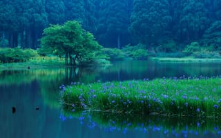 Картинка Takashima, Япония, отражение, цветы, ирисы, лес, озеро, деревья, Japan, Shiga Prefecture