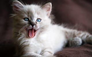 Картинка Кошка, котенок, пушистый, лежит, взгляд, язык