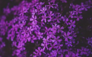 Картинка цветы, природа, растение, nature, close-up, plant, флора, flowers