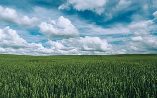 Картинка поле, трава, урожай, природа, облака, green, grass, field