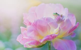 Картинка цветок, лягушка, розовый, макро, лепестки, пион, весна, зеленая