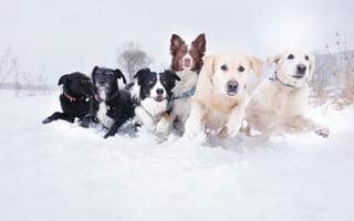 Картинка собаки, сугроб, снег, морды, бег, dogs, разные, свора, Stodulko, порода