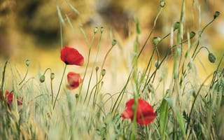 Картинка трава, цветы, маки, мак, красный