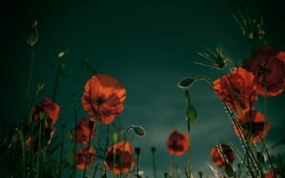 Картинка цветы, мак, зеленый, маки
