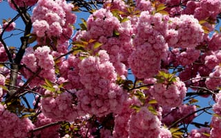 Картинка цветы, ветки, розовые, вишня, весна, много, цветение, сакура