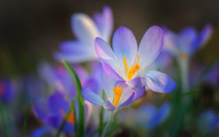 Картинка цветы, поляна, сиреневые, весна, нежные, крокусы