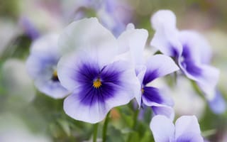 Картинка макро, весна, виола, анютины глазки, фиолетовые с белым, фиалки