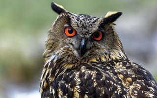 Картинка взгляд, филин, портрет, птица, сова