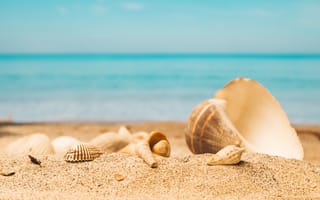 Обои песок, море, beach, seashells, лето, sand, ракушки, пляж, summer