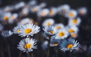 Картинка цветы, темный, маргаритки, поляна, ромашки, белые