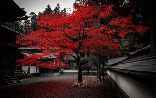 Картинка Япония, осень, двор, дерево, дом, листья, багрянец