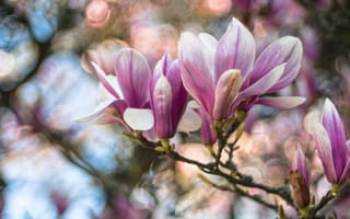 Картинка цветы, ветки, весна, боке, цветение, магнолия, бутоны