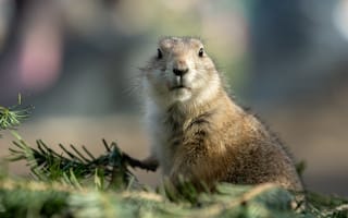 Картинка взгляд, мордашка, портрет, суслик, грызун, хвоя