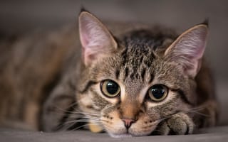 Картинка кошка, глаза, серый, котёнок, портрет, взгляд, кот, морда
