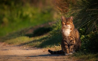 Картинка дорога, кошка, трава, свет, кот, прогулка, сидит, серый