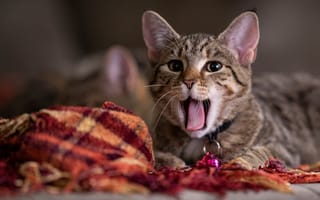 Картинка язык, кошка, ткань, взгляд, кот, пасть, серый, лежит