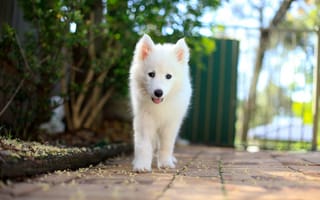 Картинка Samoyed Puppy, друг, собака