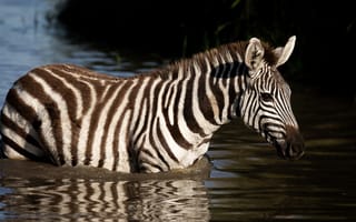 Картинка свет, озеро, зебра, водоем, Африка, купание, пруд