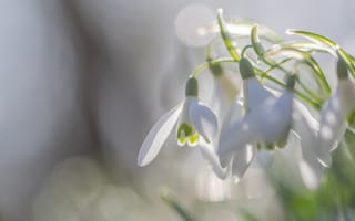 Картинка свет, цветы, весна, размытие, подснежники, природа, поляна, нежные