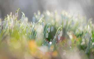 Картинка свет, цветы, сияние, подснежники, весна, природа, поляна, блики