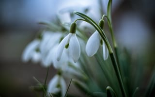 Картинка цветы, весна, подснежники