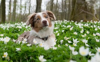 Картинка собака, природа, взгляд, друг, цветы
