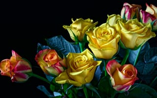 Картинка листья, бутоны, черный, розы, букет, цветы, жёлтые
