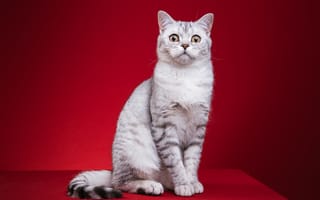 Картинка кошка, кот, красный, фотосессия, британский, сидит, взгляд, фотомордель