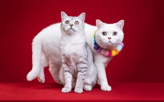 Картинка кошка, белый, серый, две, украшения, кот, пара, друг