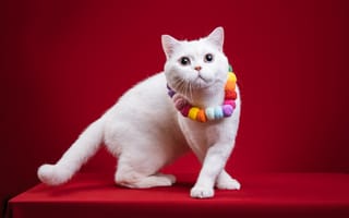 Картинка кошка, белый, кот, бусы, лапы, украшения, поза, красный