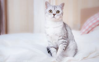 Картинка кошка, кот, постель, взгляд, серый, полосатый, сидит