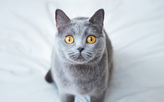 Картинка кошка, кот, взгляд, британский, сидит, постель, серый