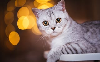 Картинка кошка, кот, морда, портрет, полосатый, темный, серый, взгляд