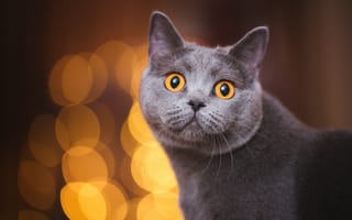 Картинка кошка, кот, портрет, взгляд, серый, темный, морда, британский