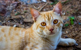 Картинка кошка, кот, котик, рыжая, взгляд, морда, земля, лежит
