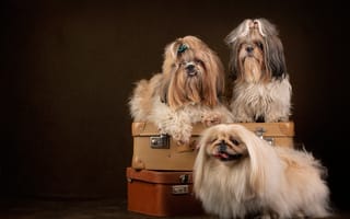 Картинка собаки, чемоданы, Пекинес, портрет, фотосессия, трио, Ши-тцу