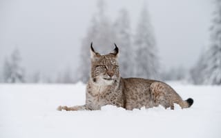 Картинка зима, снег, рысь, лежит, ели