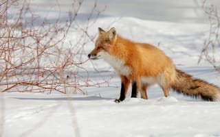 Картинка зима, снег, сугробы, рыжая, лисица, лиса, ветки, природа