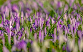 Картинка цветы, поляна, крокусы, бутоны, весна, много, розовые
