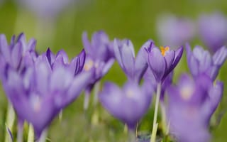 Картинка цветы, поляна, зеленый, крокусы, сиреневые, весна