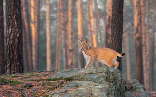 Картинка лес, деревья, рысёнок, сосновый бор, рысь, поза, ствол, камни