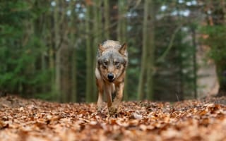 Картинка осень, лес, прогулка, серый, взгляд, листва, природа, волк
