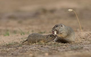 Картинка поле, две, дуэт, зверёк, парочка, суслик, колоски, пара