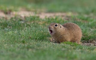 Картинка зелень, трава, суслик, поза, пасть, поляна