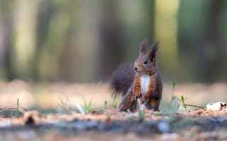 Картинка природа, полянка, весна, лапки, травка, белка, стойка