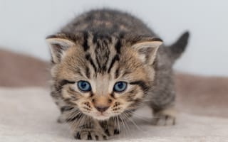 Картинка кошка, взгляд, мордочка, полосатый, малыш, серый, котёнок, поза