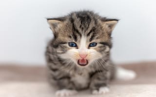 Картинка язык, кошка, малыш, серый, котёнок, полосатый, британский