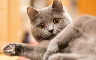 Картинка кошка, кот, взгляд, морда, поза, серый, портрет