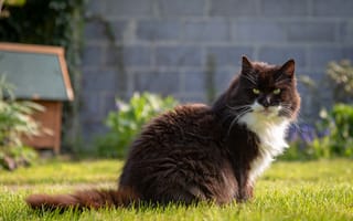 Картинка зелень, кошка, кот, лето, природа, морда, трава, взгляд